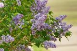 Syringa vulgaris