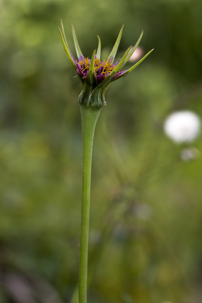 Image of Tragopogon australis specimen.