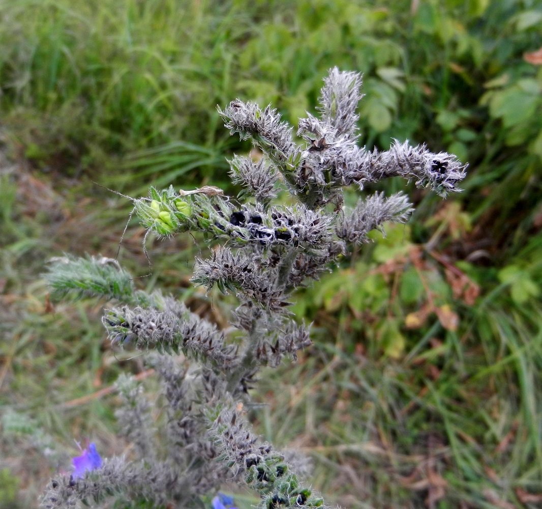 Изображение особи Echium vulgare.