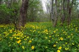 Ranunculus constantinopolitanus. Аспект цветущих растений. Республика Адыгея, к востоку от г. Майкоп, дубово-грабовый лес, на просеке. 12.04.2016.