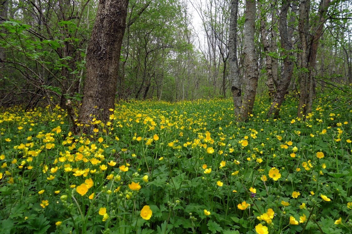 Изображение особи Ranunculus constantinopolitanus.