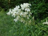 Filipendula vulgaris. Соцветие. Краснодарский край, окр. г. Новороссийск, с. Федотовка, склон горы Колдун. 31.05.2014.