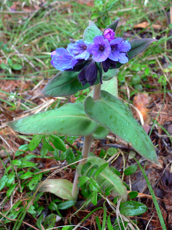 Image of Pulmonaria mollis specimen.