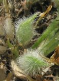 Astragalus rupifragus. Незрелые плоды. Крым, Карадагский заповедник, хр. Бешташ, степной склон. 15 мая 2015 г.