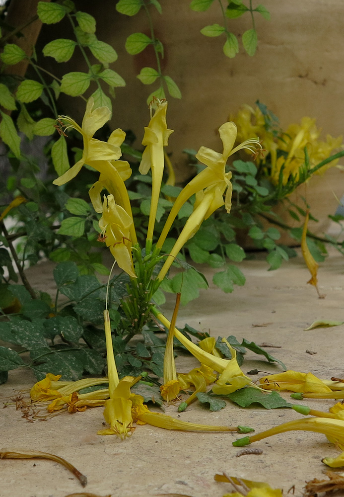 Image of Tecomaria capensis specimen.