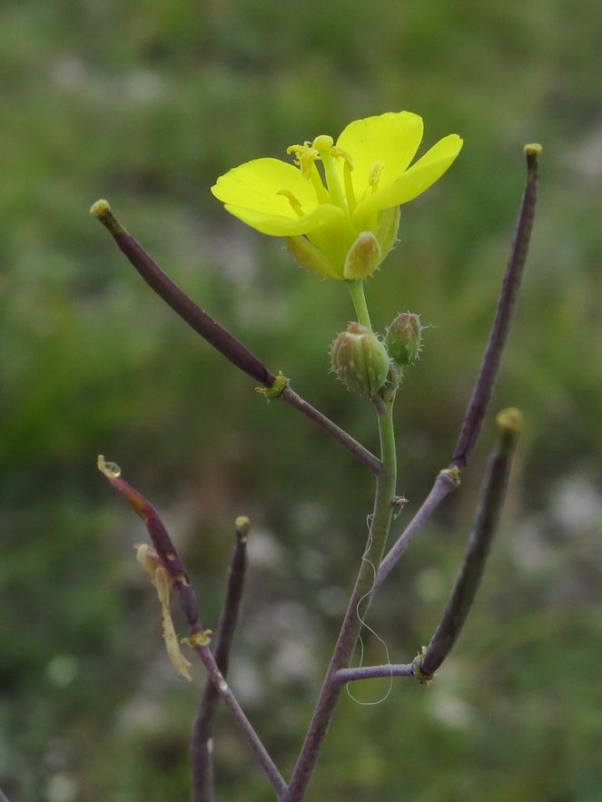 Изображение особи Diplotaxis cretacea.