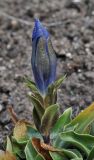 Gentiana dinarica