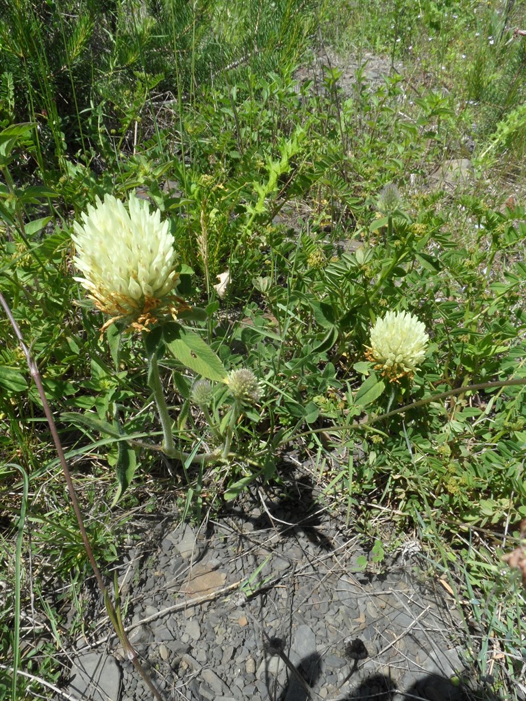 Image of Trifolium trichocephalum specimen.