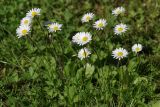 Bellis perennis. Цветущие растения. Санкт-Петербург, Пушкинский р-н, Павловский парк, газон. 01.06.2016.