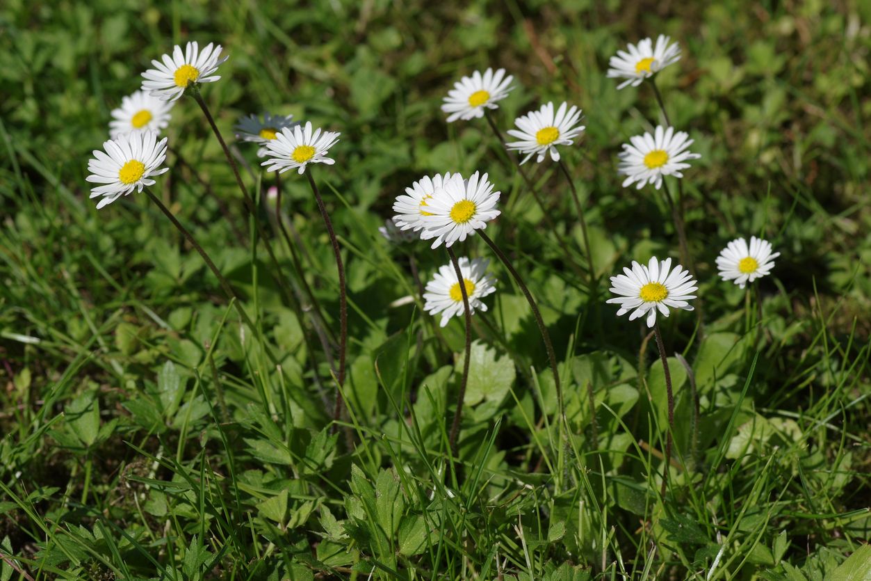 Изображение особи Bellis perennis.