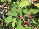 Amelanchier ovalis