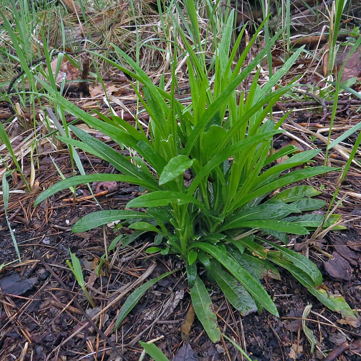 Image of Campanula persicifolia specimen.