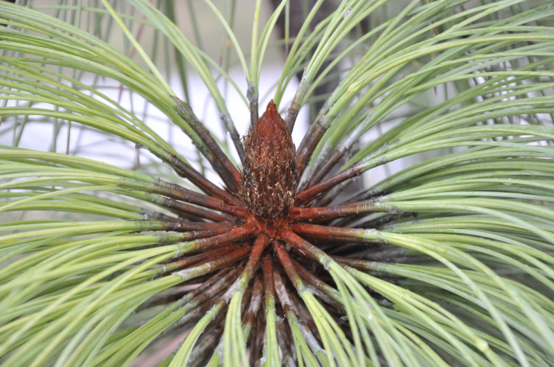 Image of Pinus montezumae specimen.