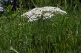 Daucus carota