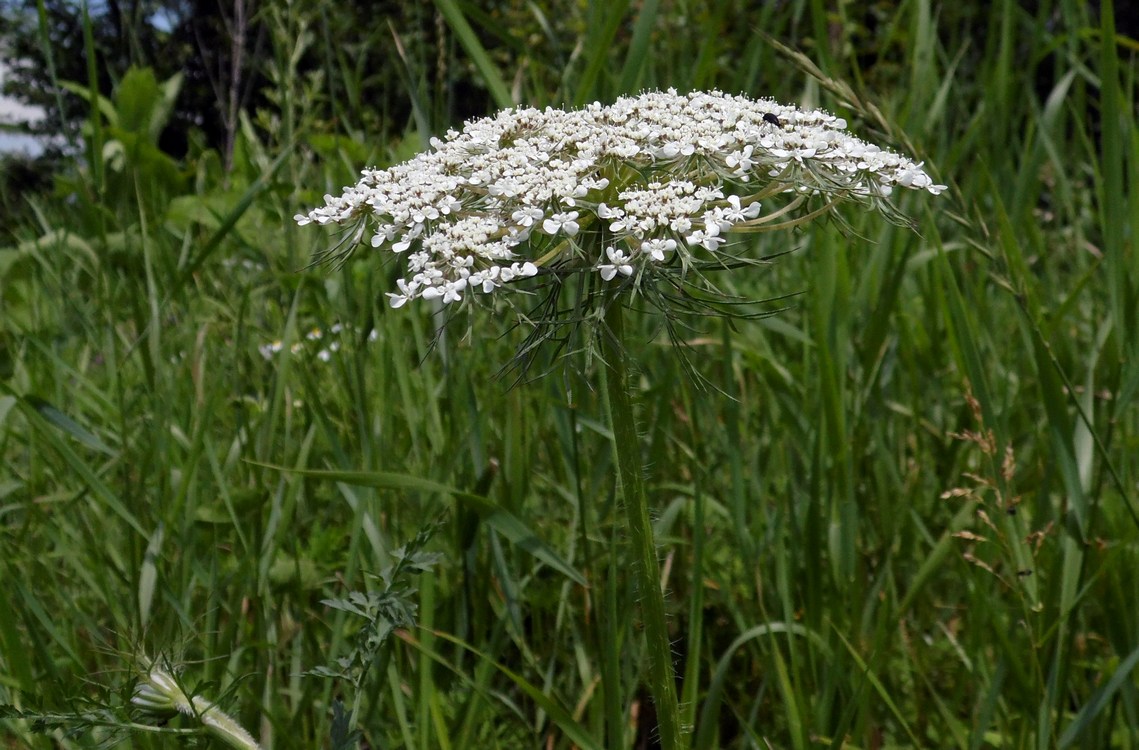 Image of Daucus carota specimen.