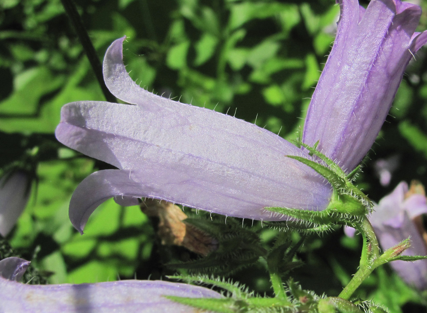 Image of Campanula praealta specimen.