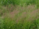 род Agrostis. Цветущие растения. Приморье, Находкинский городской округ, окр. пос. Авангард, луг. 04.07.2016.