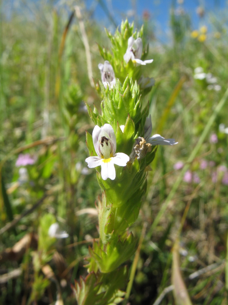 Изображение особи Euphrasia karataviensis.