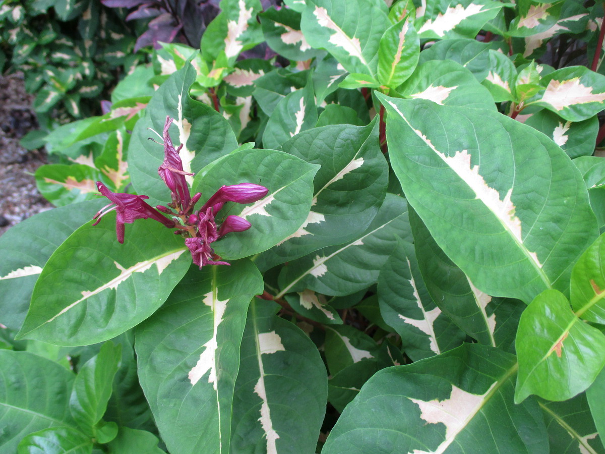 Image of Graptophyllum pictum specimen.