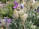 Oxytropis bracteata. Соцветие с цветками и завязавшимися плодами. Республика Хакасия, Аскизский р-н, хр. Пистаг, степь. 20 июля 2016 г.