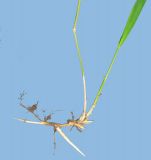 Brachypodium pinnatum