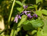 Solanum kitagawae. Соцветие. Средний Урал, Свердловская обл., левый берег р. Чусовая в р-не подвесного моста к дер. Трека, береговые заросли. 6 августа 2016 г.