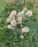 Archangelica officinalis. Плодоносящее растение. Кольский п-ов, Восточный Мурман, Дальние Зеленцы, берег оз. Промерное. 16.08.2016.
