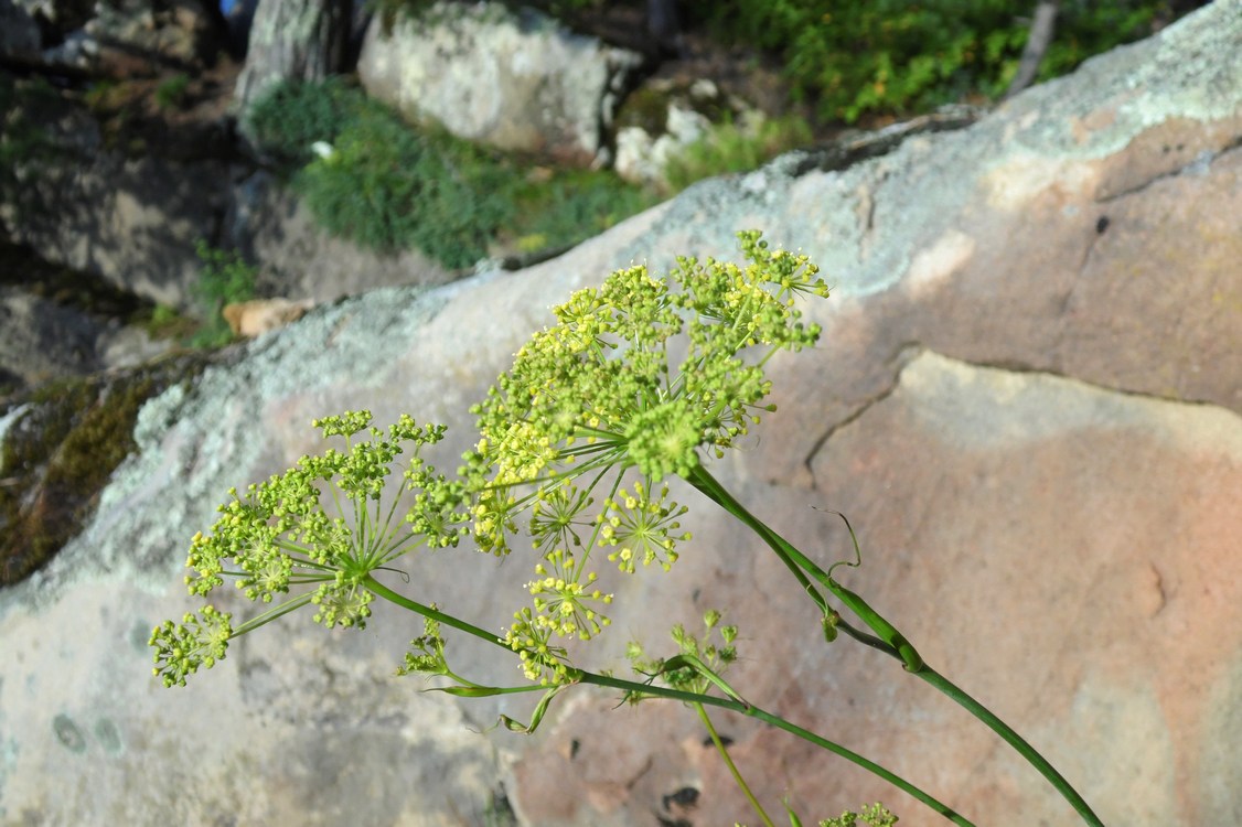 Изображение особи Peucedanum longifolium.