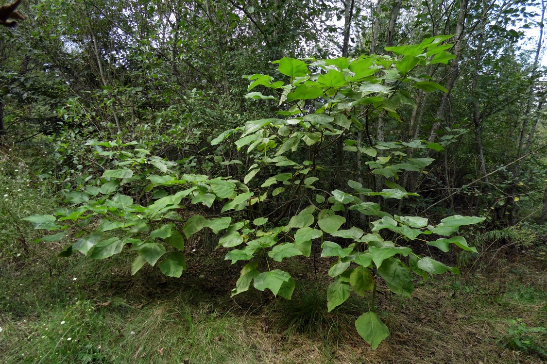 Image of Catalpa bignonioides specimen.