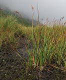 Carex transcaucasica