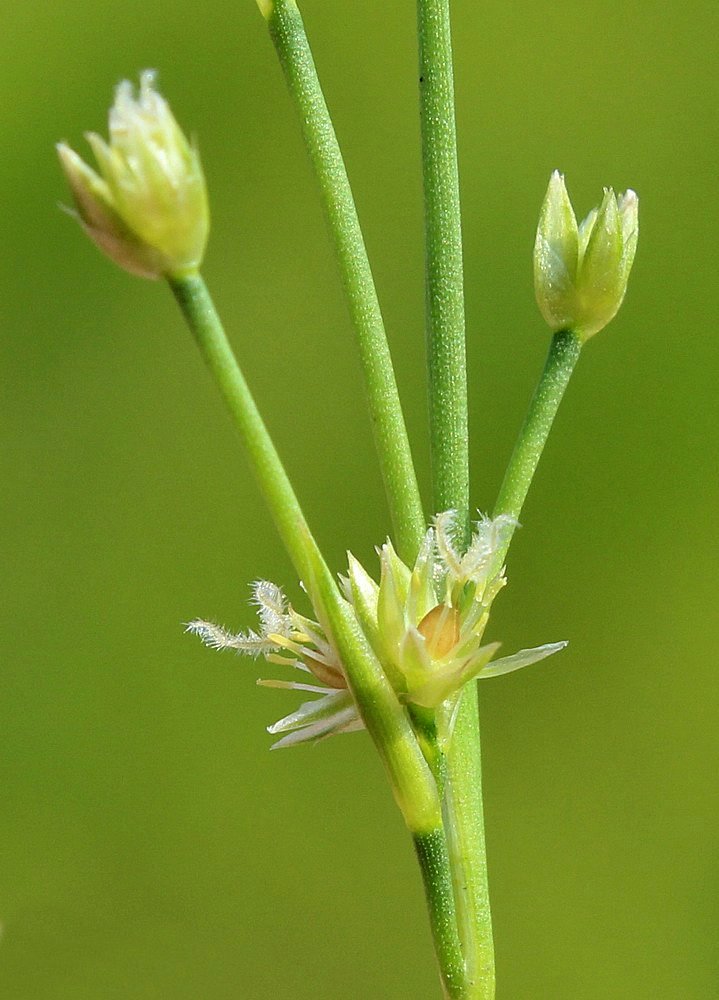 Изображение особи Juncus turczaninowii.