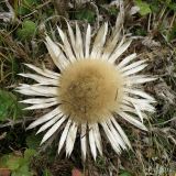 Carlina acaulis