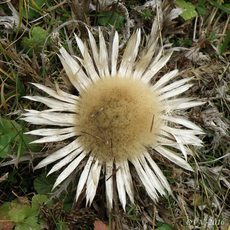 Image of Carlina acaulis specimen.
