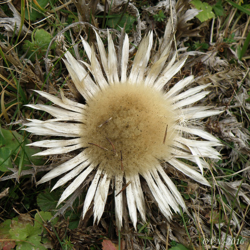 Изображение особи Carlina acaulis.