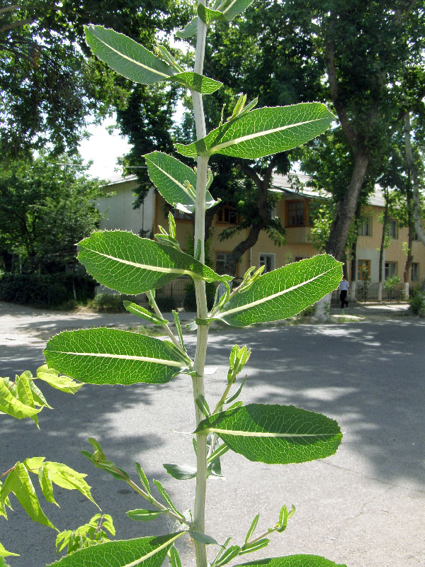 Изображение особи Lactuca serriola.