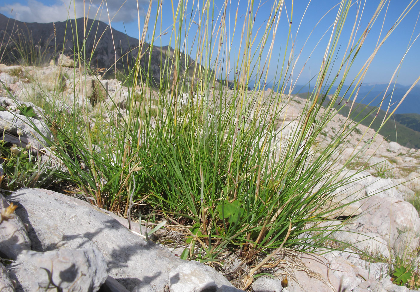 Image of Alopecurus ponticus specimen.