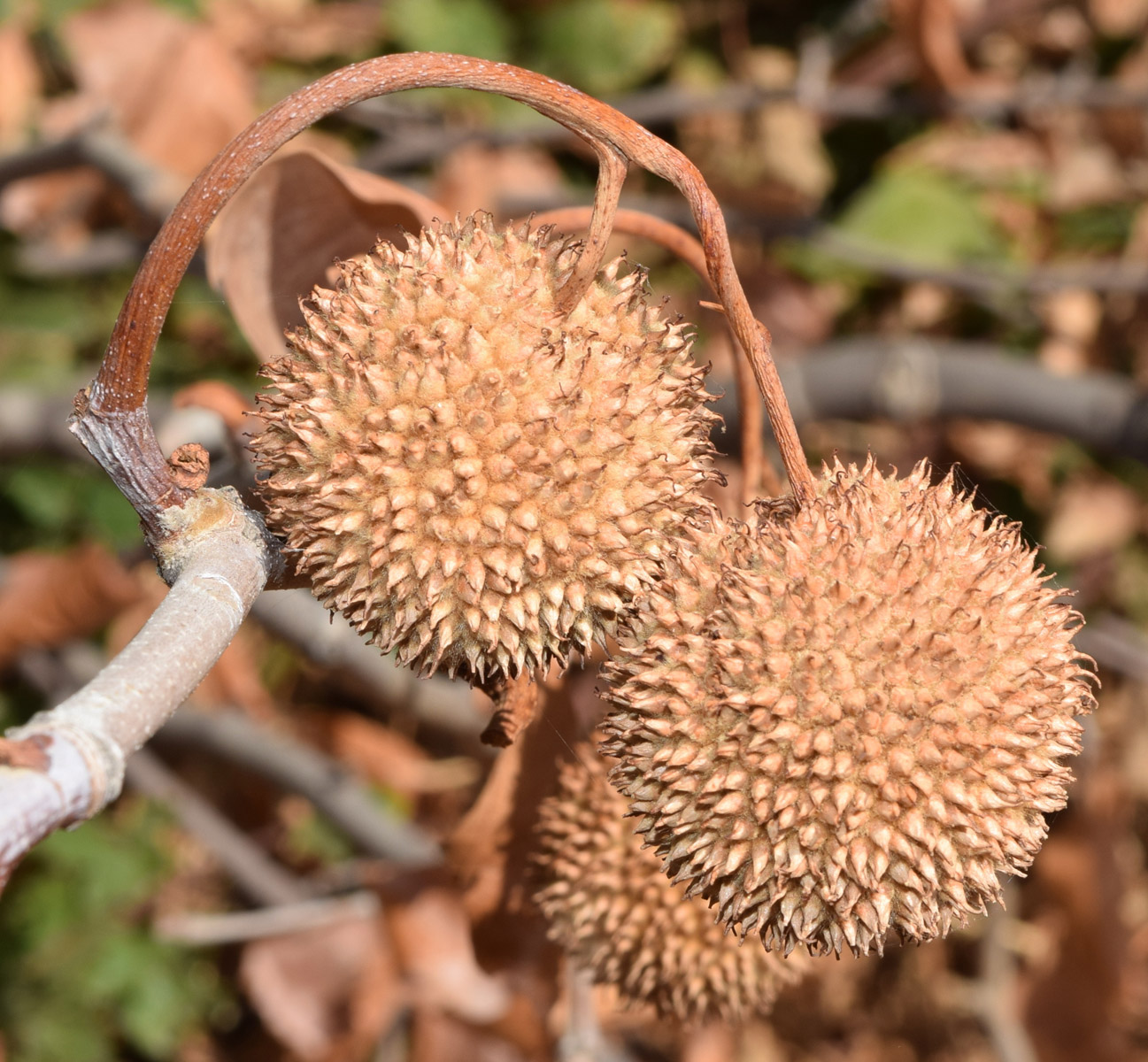 Изображение особи Platanus orientalis.