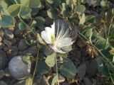 Capparis herbacea