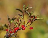 Lonicera karelinii. Верхушка ветви с соплодиями. Казахстан, Тянь-Шань, хр. Заилийский Алатау, ущ. Левый Талгар, р-н устья р. Туристов, 2800 м н.у.м., остепнённый луг. 01.09.2016.