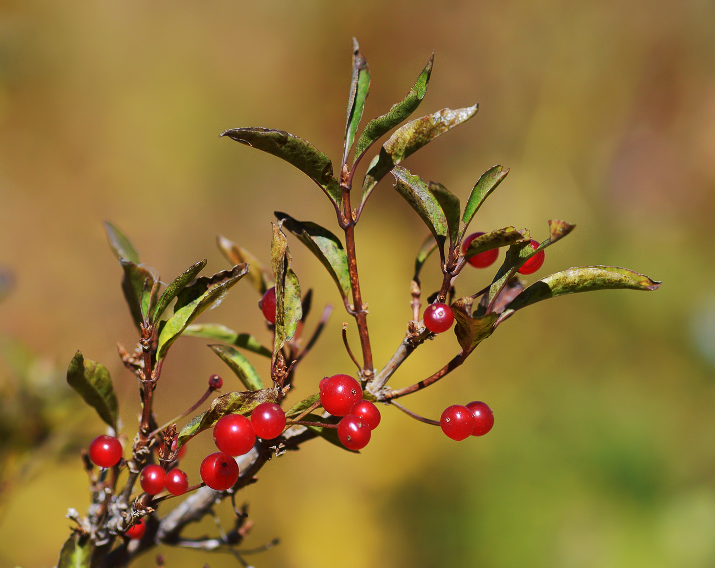 Изображение особи Lonicera karelinii.