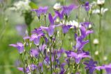 Campanula patula. Верхушка соцветия. Ленинградская обл., Всеволожский р-н, окр. пос. Куйвози, садоводство, дикорастущее на участке. 20.06.2016.