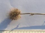 Trifolium diffusum