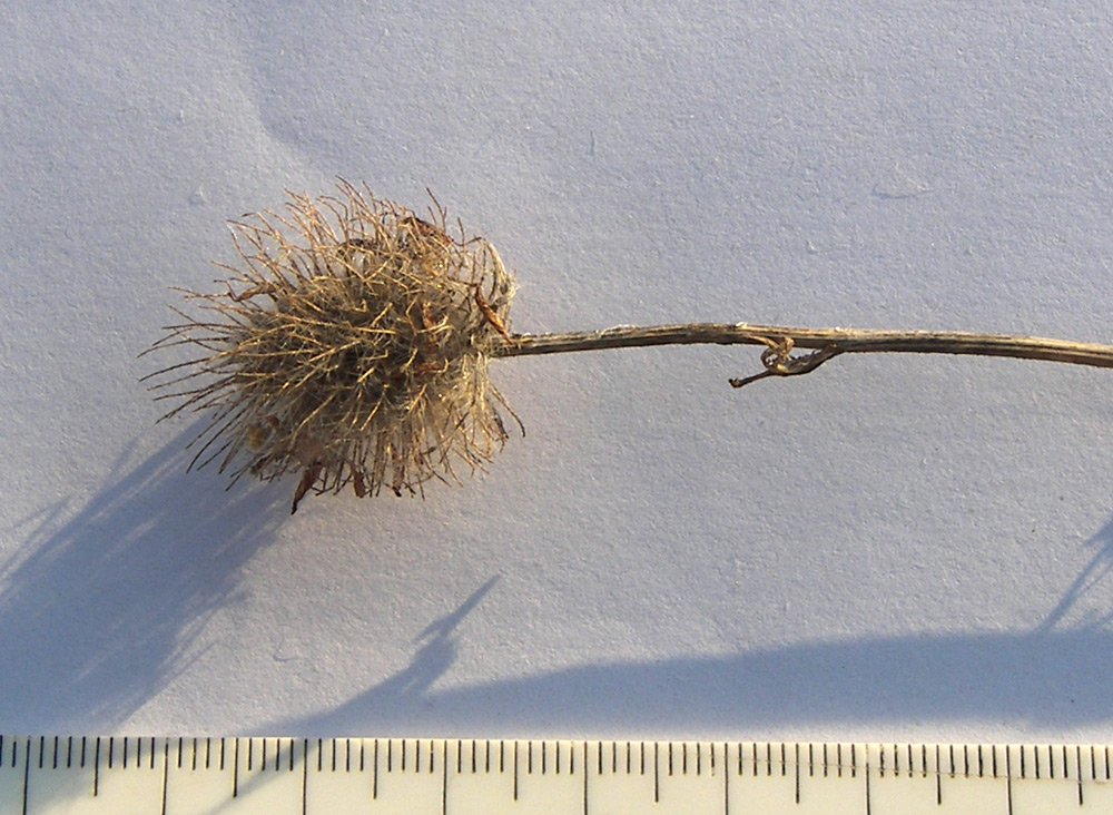 Image of Trifolium diffusum specimen.