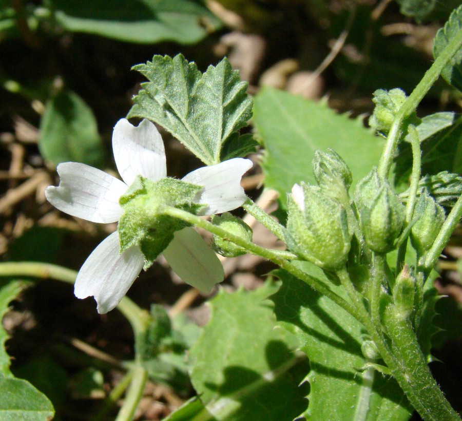 Image of Malva neglecta specimen.