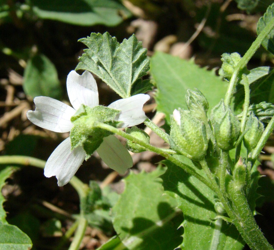 Изображение особи Malva neglecta.