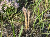 Orobanche coerulescens