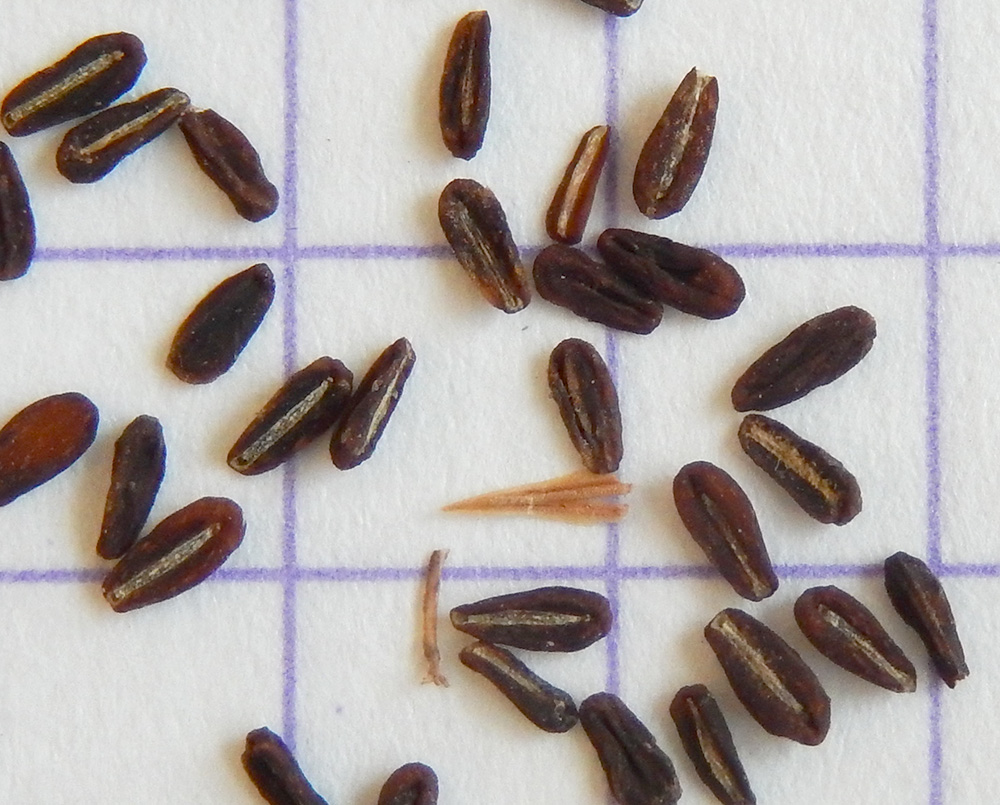 Image of Crucianella angustifolia specimen.