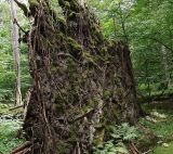 Picea abies. Выворотень, образованный корневой системой упавшего дерева (вид со стороны поднятых минеральных горизонтов почвы). Польша, Беловежа, Беловежская пуща. 23.06.2009.