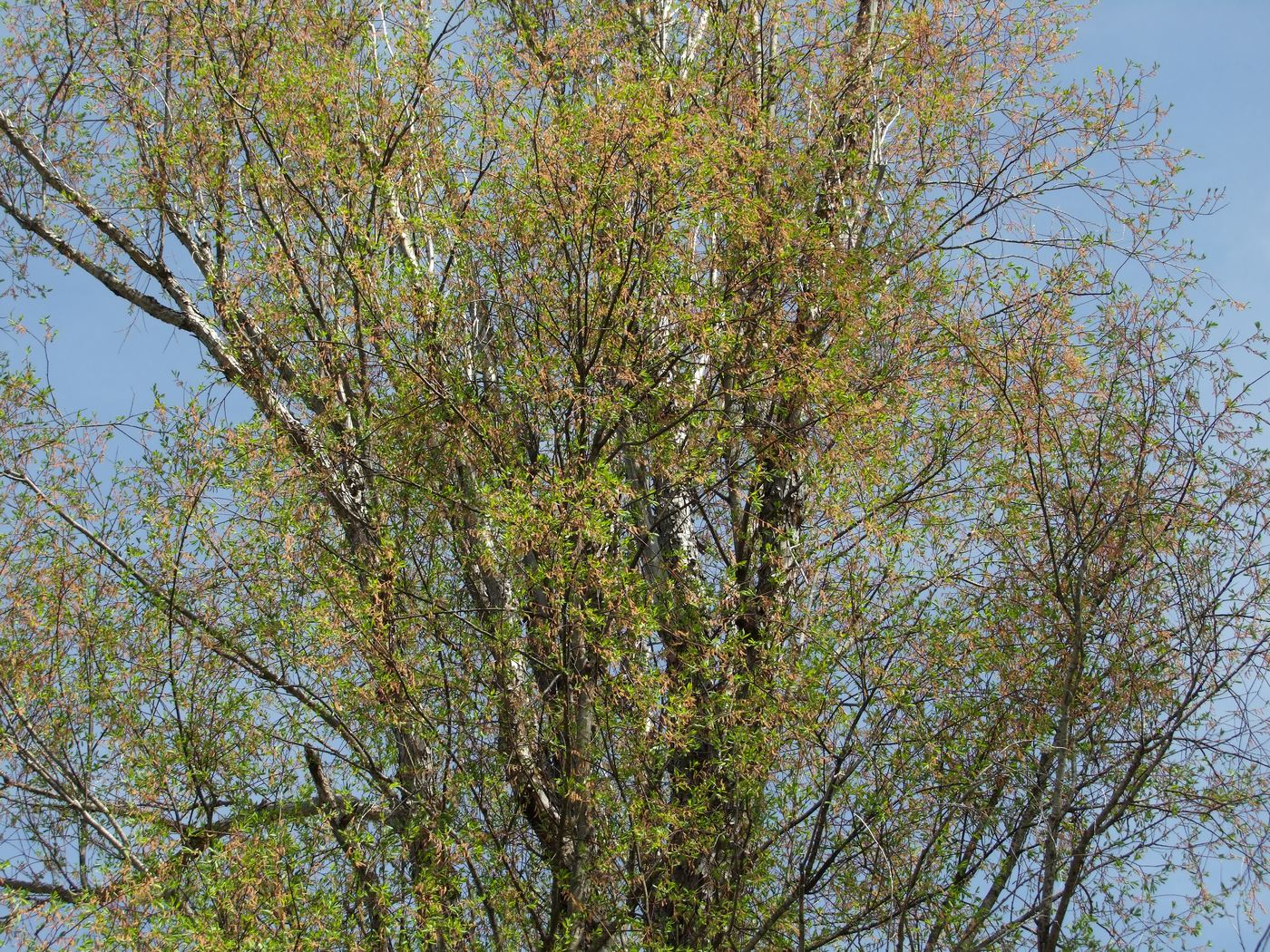 Image of Chosenia arbutifolia specimen.