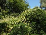 Echinocystis lobata. Цветущее и плодоносящее растение. Украина, г. Запорожье, о-в Хортица, южная часть острова, под деревьями, возле ручья. 12.08.2016.